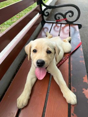 Chó Labrador thuần chủng 4 tháng giống cái. Mua bán Chó tại Quận 1 Tp Hồ Chí Minh được đăng bởi Phuong Ky