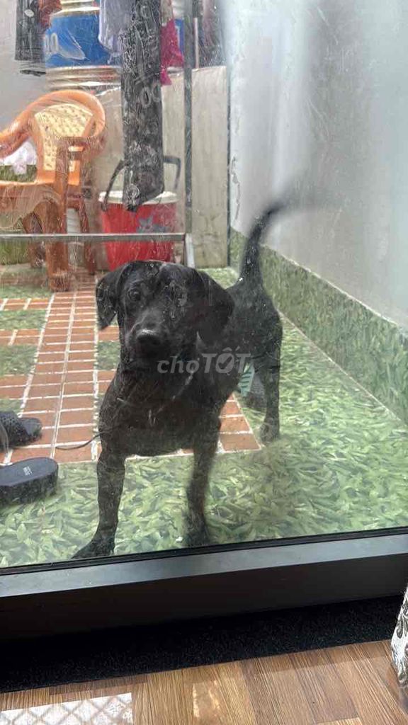 Chó đen 4 tháng tuổi. Mua bán Chó tại Quận Ninh Kiều Cần Thơ được đăng bởi Nga hình 1