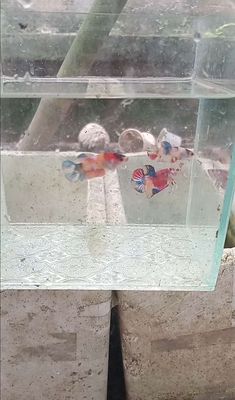 Betta koi nemo. Mua bán Thú cưng khác tại Huyện Lấp Vò Đồng Tháp được đăng bởi Đăng Khoa