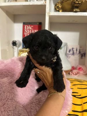 Chó Poodle đực 1 tháng