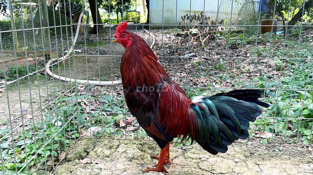 GÀ XANH GẦN 3KG GIÁ VỪA CHƠI. Mua bán Gà tại Thị xã Bình Minh Vĩnh Long được đăng bởi Gà Danh hình 1