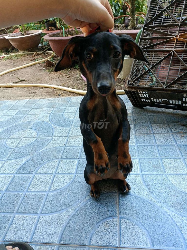 Chó lạp xưởng thuần chủng