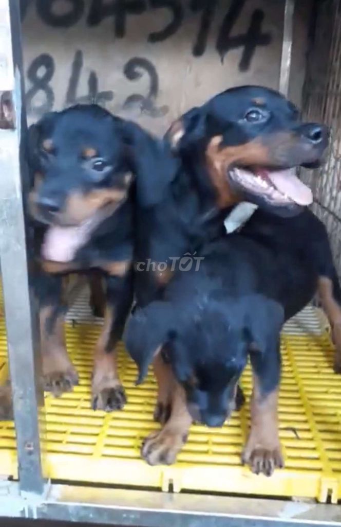 rottweiler rẻ TL nhanh