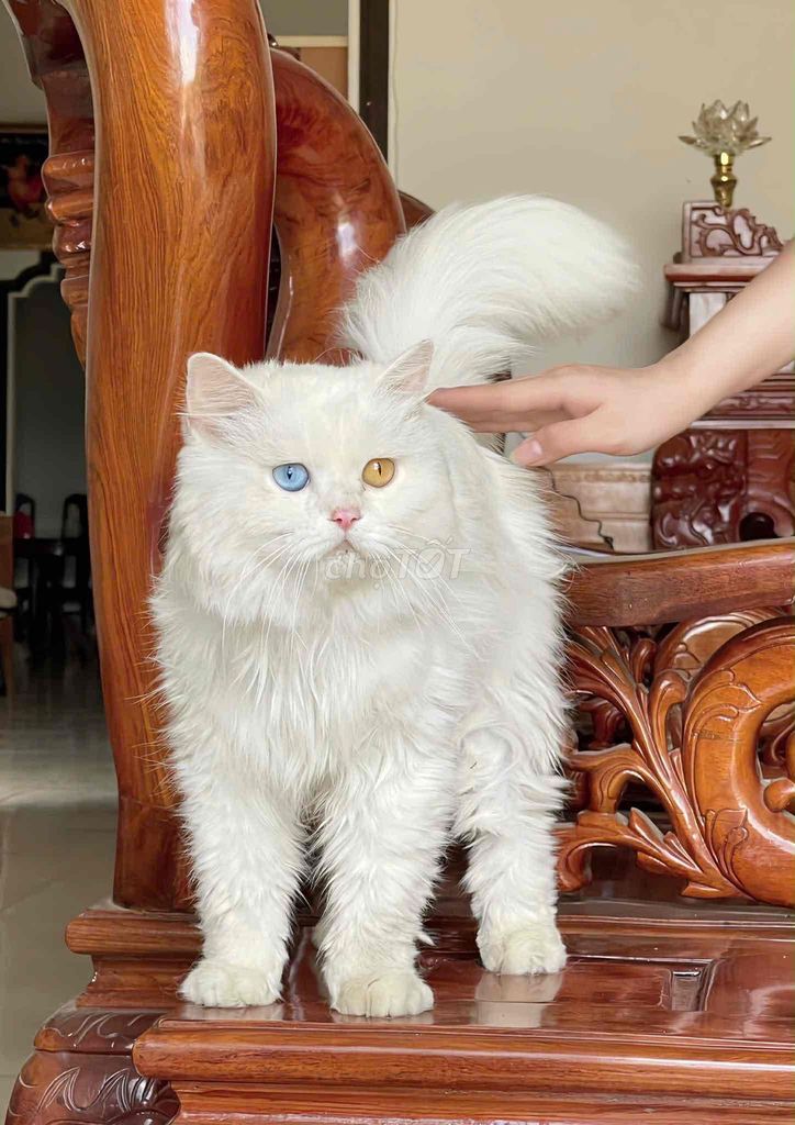 Mèo cảnh lông mềm mại. Mua bán Mèo tại Thị Xã Buôn Hồ Đắk Lắk được đăng bởi Trần Đức Trung hình 1