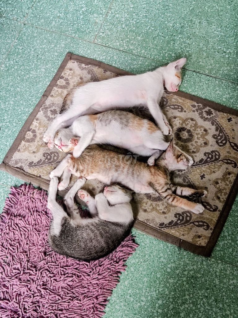 Tặng Mèo Tam thể 2.5 tháng. Mua bán Mèo tại Huyện Chợ Lách Bến Tre được đăng bởi Mai An hình 1