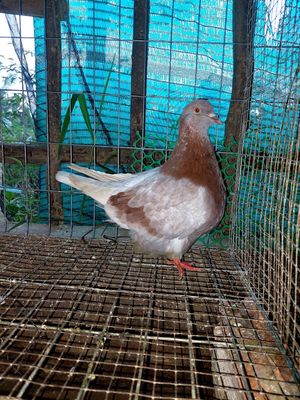 Chim bồ câu mondian. Mua bán Chim tại Huyện Tam Bình Vĩnh Long được đăng bởi Phạm Hồng Dương