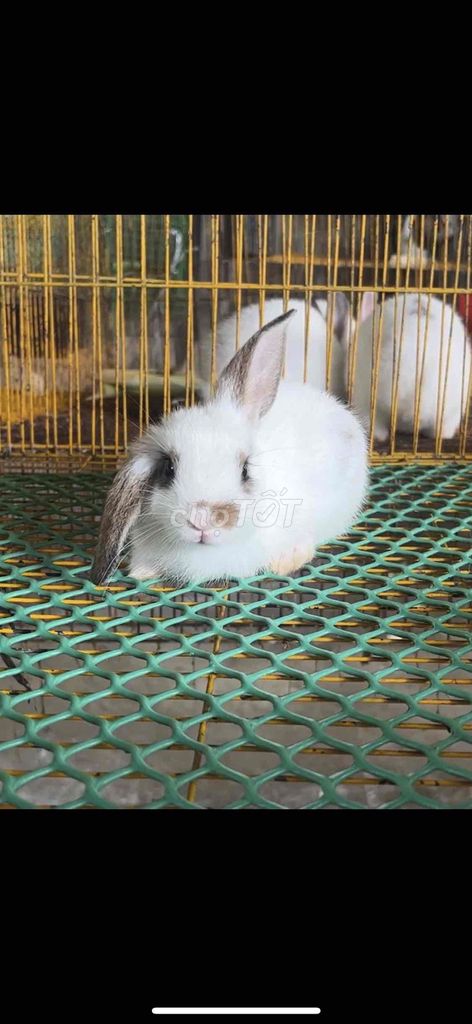 Thỏ tai cụp lai Trắng nâu đen Gần 2 tháng. Mua bán Thú cưng khác tại Huyện Cần Giuộc Long An được đăng bởi Hào hình 1