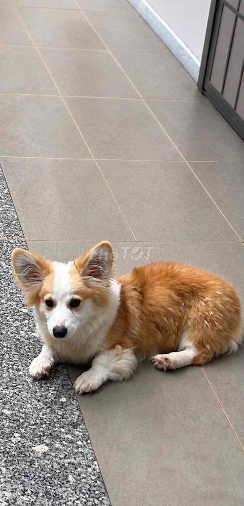 Chó Corgi 5 tháng đã tiêm. Mua bán Chó tại Huyện Đức Trọng Lâm Đồng được đăng bởi Annie Phan hình 1
