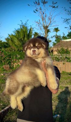 Alaska Nhập Trung Size Đại