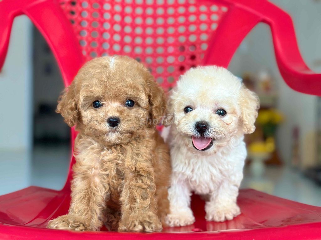 Chó Poodle tiny cả hai. Mua bán Chó tại Thành phố Bến Tre Bến Tre được đăng bởi Mì Mì House  hình 1