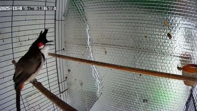 Chim chào mào indo bổi trống 1tr. Mua bán Chim tại Quận Gò Vấp Tp Hồ Chí Minh được đăng bởi long ng