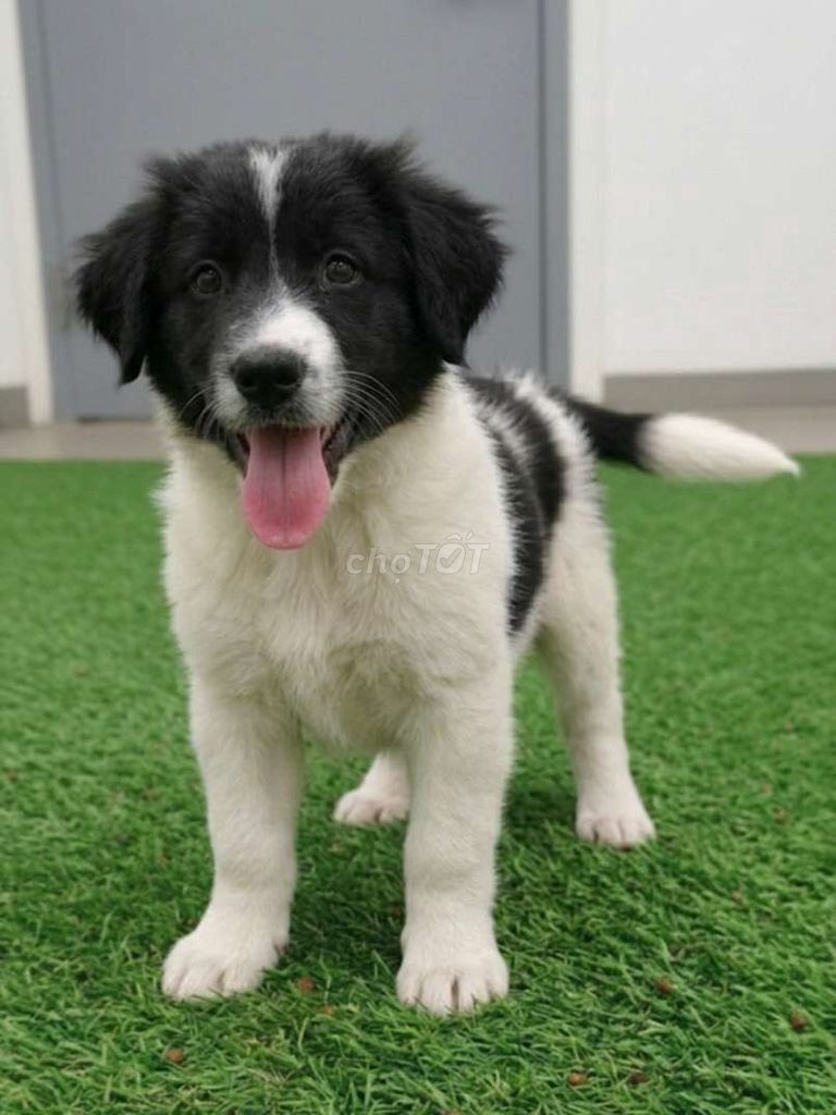 Chó Border Collie 3 tháng siêu đẹp đã tiêm có sổ. Mua bán Chó tại Quận Tân Bình Tp Hồ Chí Minh được đăng bởi Linh Lan hình 1