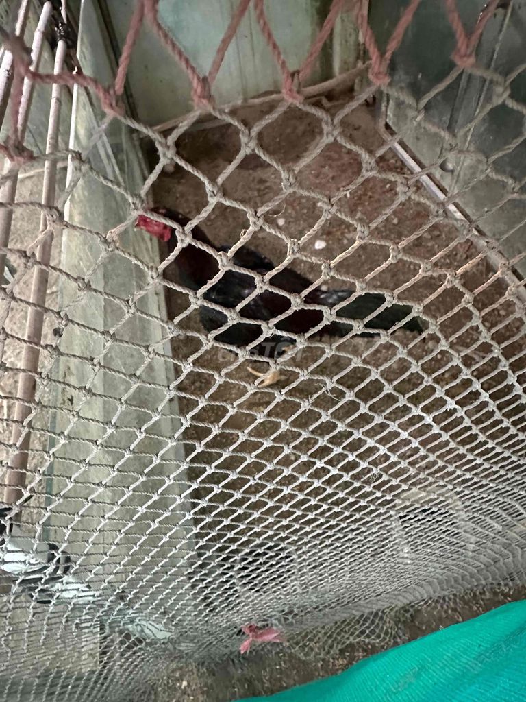 Gà chọi. Mua bán Gà tại Huyện Hòa Vang Đà Nẵng được đăng bởi nguyễn văn dũng hình 1