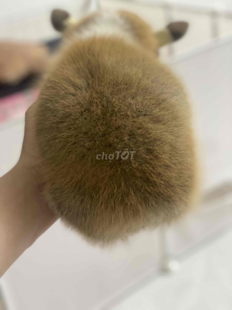 Chó Corgi cái 2 tháng. Mua bán Chó tại Quận 1 Tp Hồ Chí Minh được đăng bởi Thanh Hưng hình 3