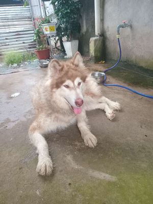 Cho cái. Mua bán Chó tại Huyện Xuân Lộc Đồng Nai được đăng bởi Út Hiền