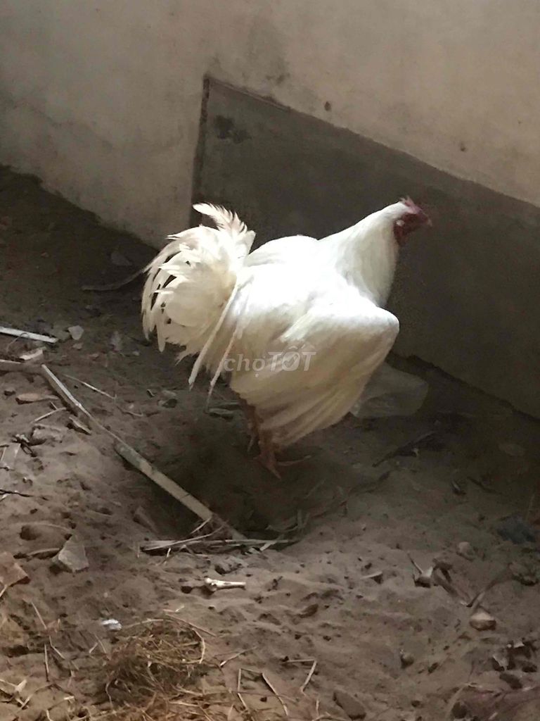 Gà Mỹ Kelso cặp trống mái. Mua bán Gà tại Quận Cái Răng Cần Thơ được đăng bởi Thanh Nguyen hình 1