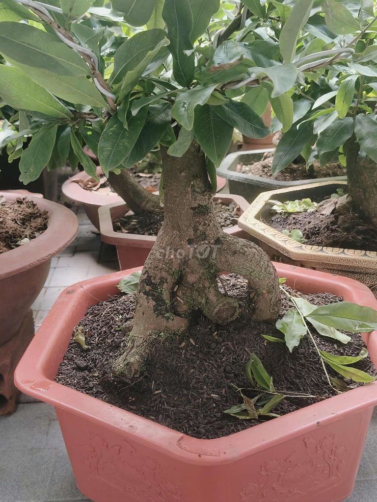 Mai vàng Tết hoa to nhiều cánh. Mua bán Cây cảnh, đồ trang trí tại Huyện Thanh Bình Đồng Tháp được đăng bởi Minh Khang hình 1