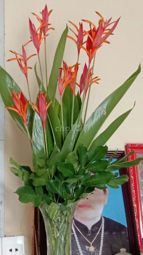 Hoa tươi Thiên Điểu Cam, đỏ, vàng. Mua bán Cây cảnh, đồ trang trí tại Huyện Củ Chi Tp Hồ Chí Minh được đăng bởi Shop BCS  Quần áo Nước hoa  hình 1