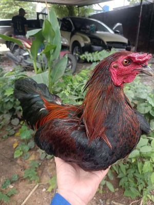 Gà que máu phi mỹ 2kg5 zin 8th tay tốt. Mua bán Gà tại Thành phố Thủ Đức Tp Hồ Chí Minh được đăng bởi ngô gia thịnh 