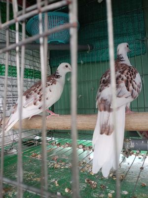 Chơi loại khác, bán cu Thái ss, siêu phẩm