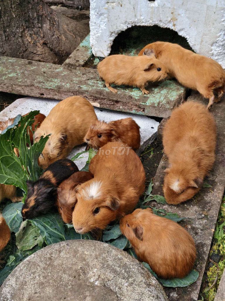 Chuột lang Crered, Coronet. Mua bán Thú cưng khác tại Huyện Khoái Châu Hưng Yên được đăng bởi Nguyen Hoang Anh hình 1