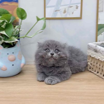 Mèo Anh lông ngắn form tròn