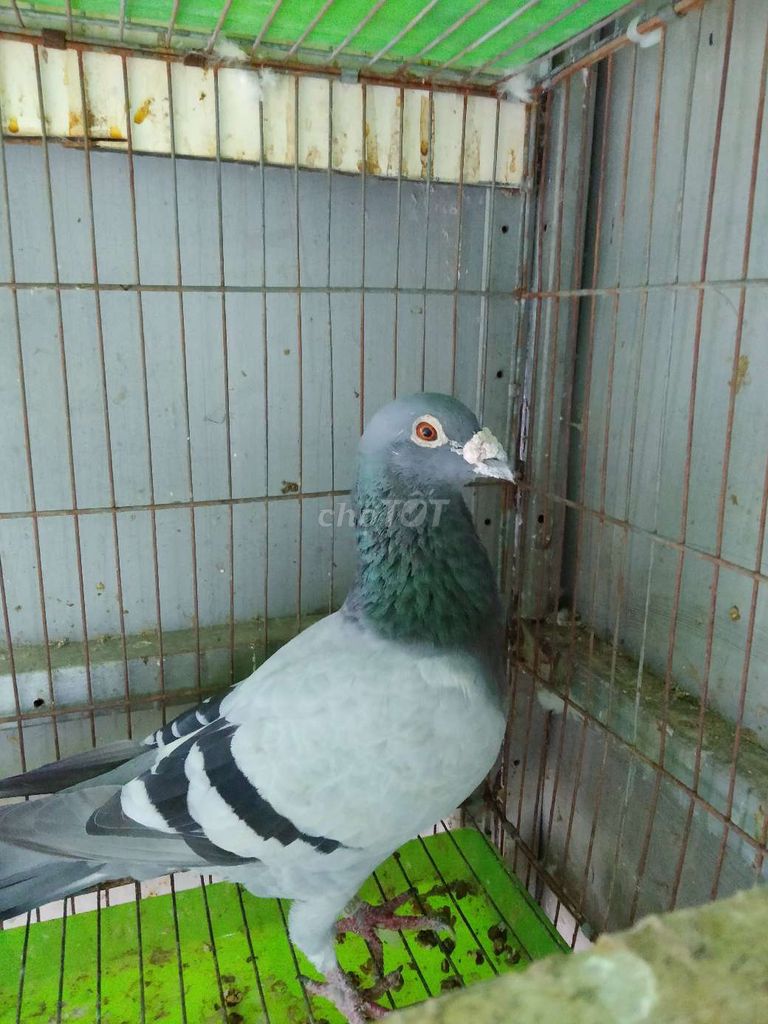 bồ câu đua . Mua bán Chim tại Quận Gò Vấp Tp Hồ Chí Minh được đăng bởi Phan Thọ hình 1