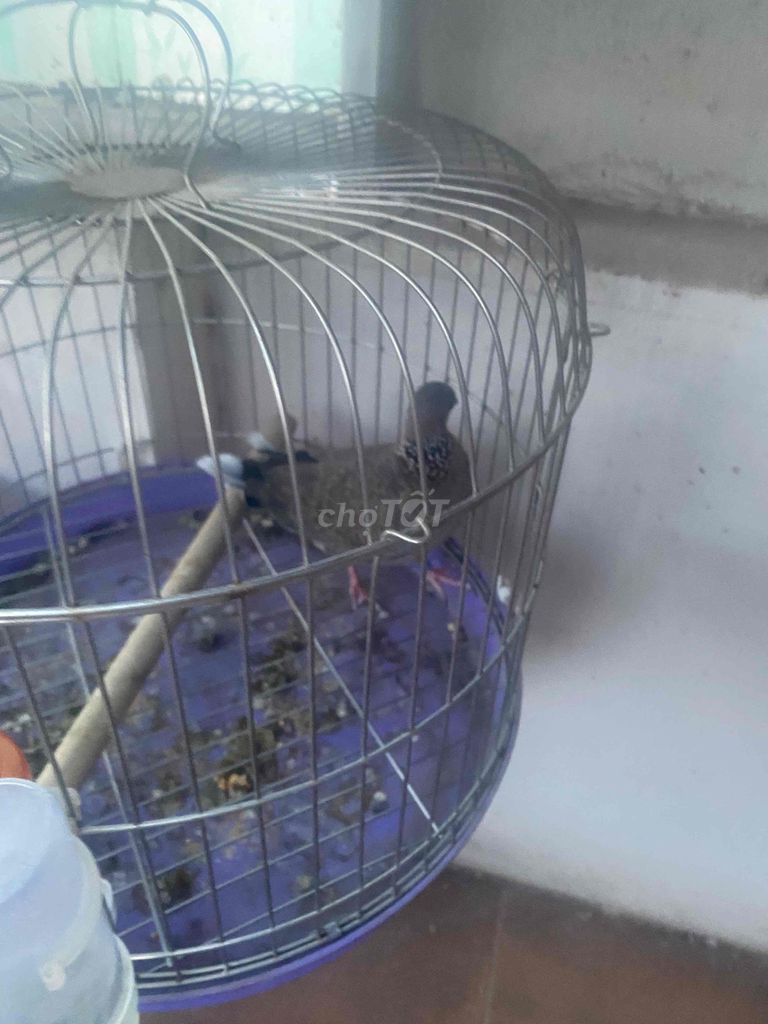 Chim bồ câu Cái Đốm. Mua bán Chim tại Quận Hà Đông Hà Nội được đăng bởi vuvan hình 1