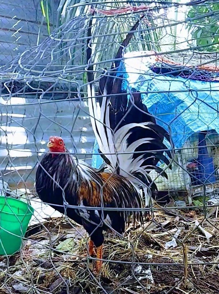 Tre nọc mỹ 1kg4 tay mot cục. Ko tat lỗi 😘