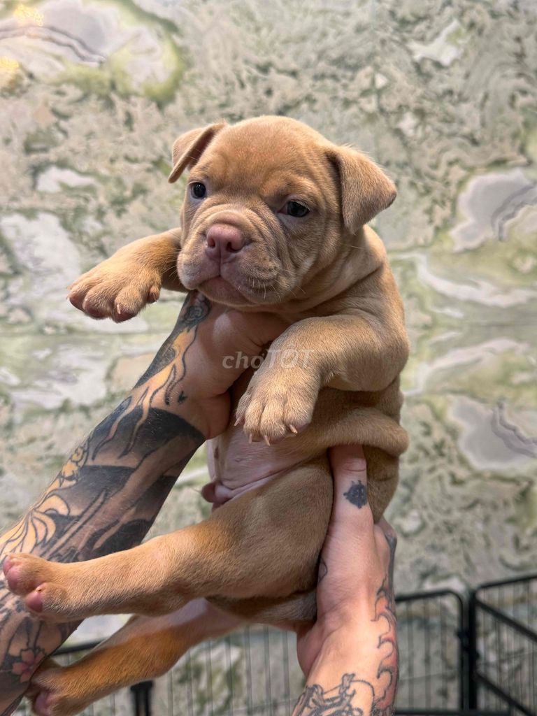 Chó American Bully Pocket 1.5 tháng. Mua bán Chó tại Quận 1 Tp Hồ Chí Minh được đăng bởi Karina hình 1