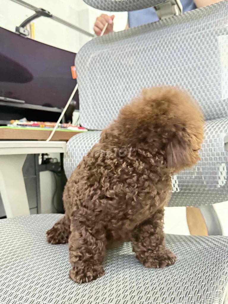 Tìm chủ cho cặp poodle như ảnh. Mua bán Chó tại Thành phố Tây Ninh Tây Ninh được đăng bởi Duy hình 7