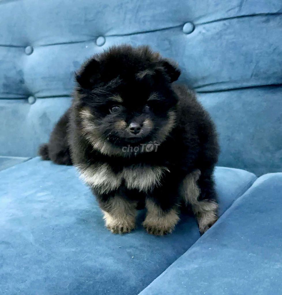 Chó Phốc Sóc BLACK TAN. Mua bán Chó tại Quận 12 Tp Hồ Chí Minh được đăng bởi Thiên Hương hình 1