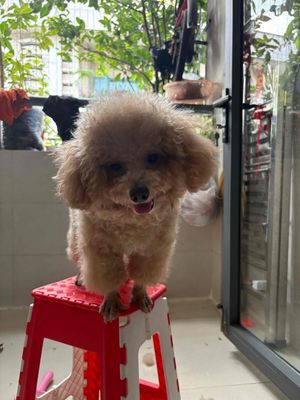 bé đực hơn 1tuổi, 4-5kg a