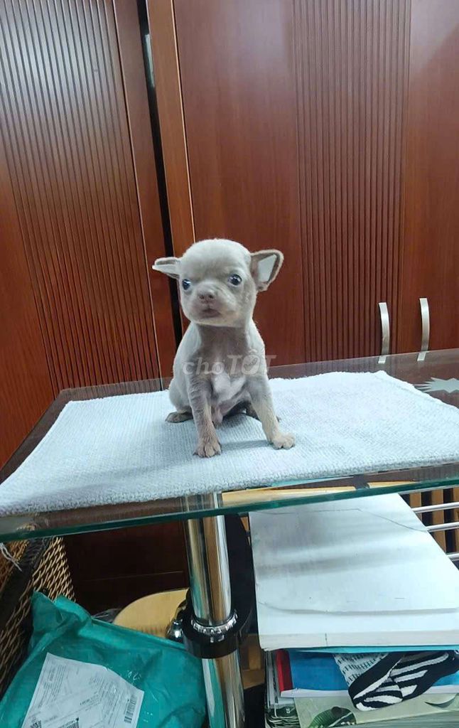 chó chihuahua đực xám lilac. Mua bán Chó tại Quận Bình Thạnh Tp Hồ Chí Minh được đăng bởi Lỳ hình 1