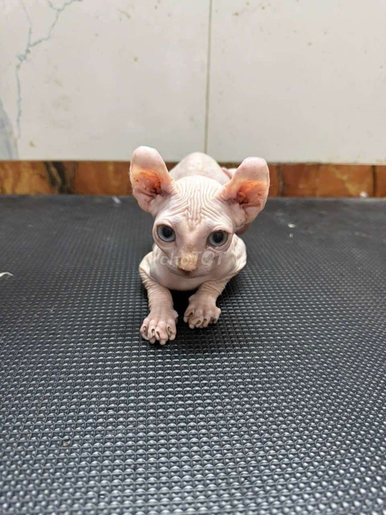 mèo Sphynx đực 2th. Mua bán Mèo tại Quận Gò Vấp Tp Hồ Chí Minh được đăng bởi Thanh Thanh hình 3