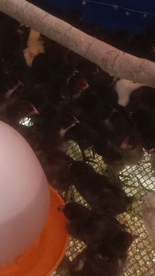 Gà đen lai nòi thả vườn. Mua bán Gà tại Thành phố Thuận An Bình Dương được đăng bởi Le binh