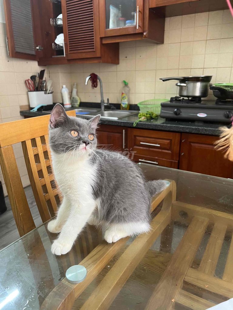 bé bi đực 3th mèo nhà đẻ