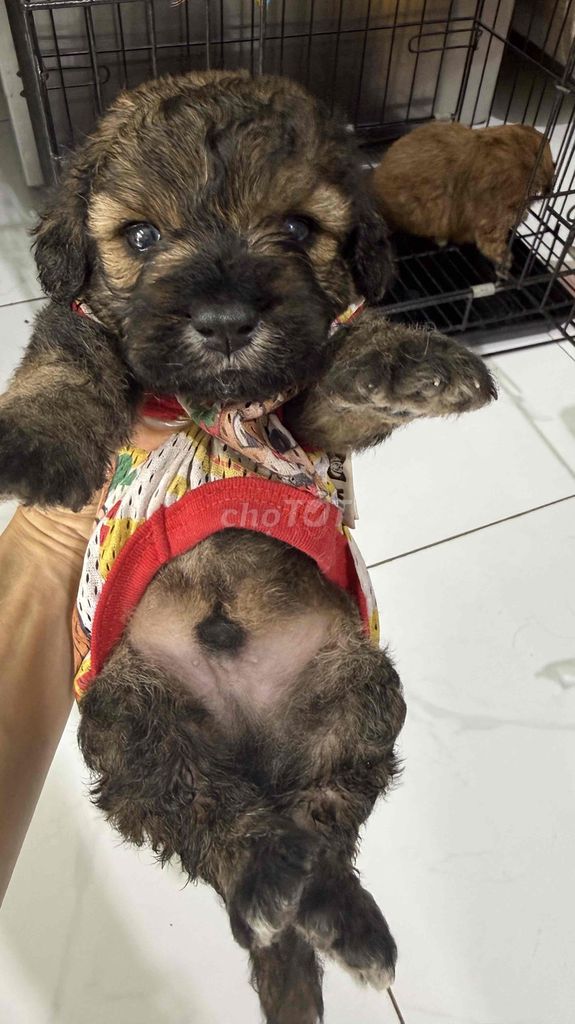 chó nhà thuần ko nuôi hết bán lại. Mua bán Chó tại Quận 8 Tp Hồ Chí Minh được đăng bởi Thy hình 1