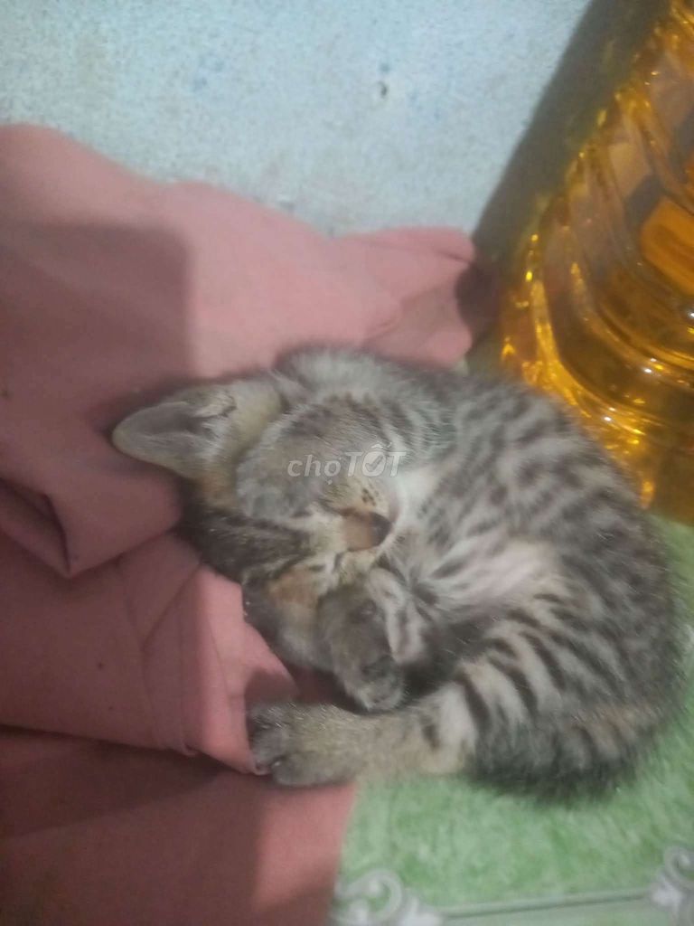 Mèo Xám vằn trắng. Mua bán Mèo tại Thành phố Biên Hòa Đồng Nai được đăng bởi GIN hình 1