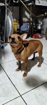 Chihuahua nâu đỏ cần tìm chủ,cún đực a. Mua bán Chó tại Thành phố Thuận An Bình Dương được đăng bởi Gấu