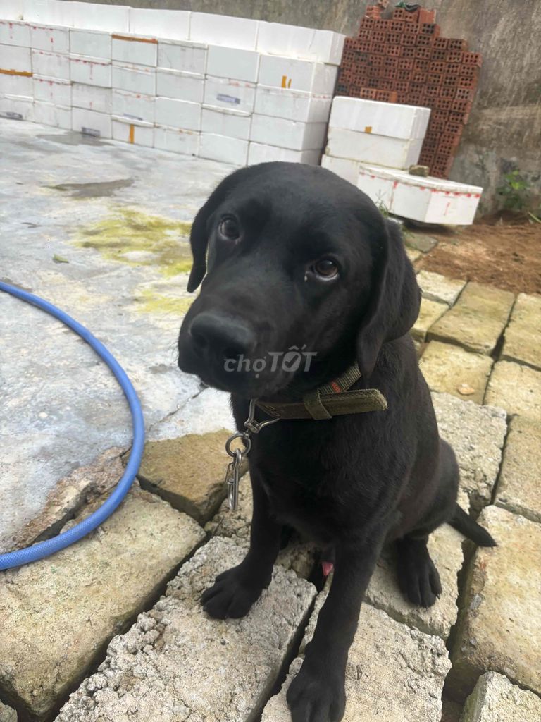 Chó Labrador đực 6 tháng tuổi. Mua bán Chó tại Quận Cẩm Lệ Đà Nẵng được đăng bởi Dương Nguyễn hình 4