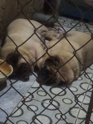 Chó Pug cái 3-4 tuổi Nâu vàng