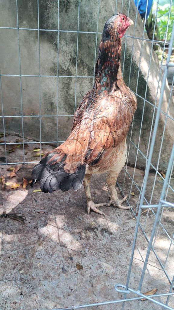 Gà Đòn Mái Cựa Ó Chân Trắng 2.6kg 09. Mua bán Gà tại Quận 1 Tp Hồ Chí Minh được đăng bởi Ngọc Thạch hình 1