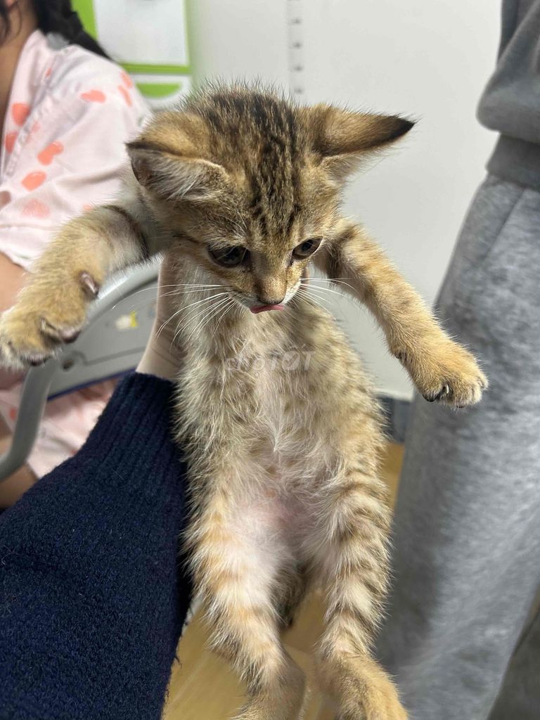 Tặng Mèo ta cái Vàng vằn. Mua bán Mèo tại Huyện Quế Sơn Quảng Nam được đăng bởi Châu Nguyễn Hoàn hình 1