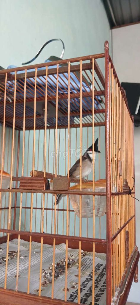 Chú chim 4 mùa dạn 100%. Mua bán Chim tại Thành phố Huế Thừa Thiên Huế được đăng bởi Bán hình 1