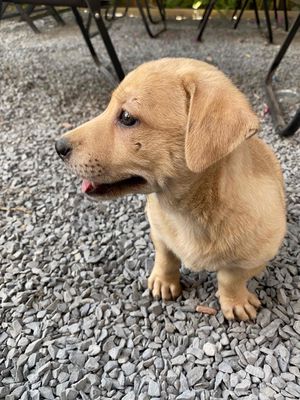 Chó lai lạp xưởng