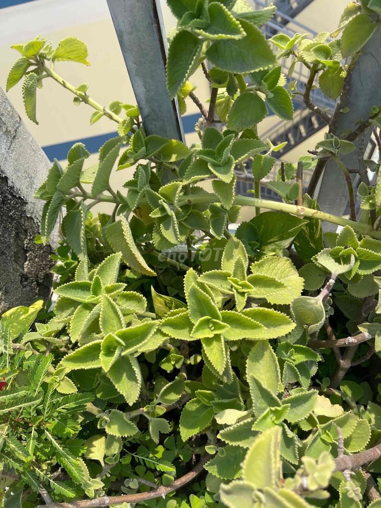 Rau Tầng Tươi ngon. Mua bán Đồ ăn, thực phẩm và các loại khác tại Quận 7 Tp Hồ Chí Minh được đăng bởi Anh N hình 1