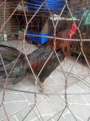 Xỉu lớp 3 chang 2k5. Mua bán Gà tại Huyện Hóc Môn Tp Hồ Chí Minh được đăng bởi Phuong Nguyen