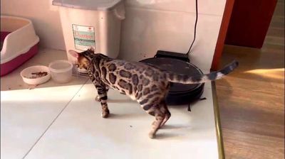 Mèo Bengal 10 tháng tuổi