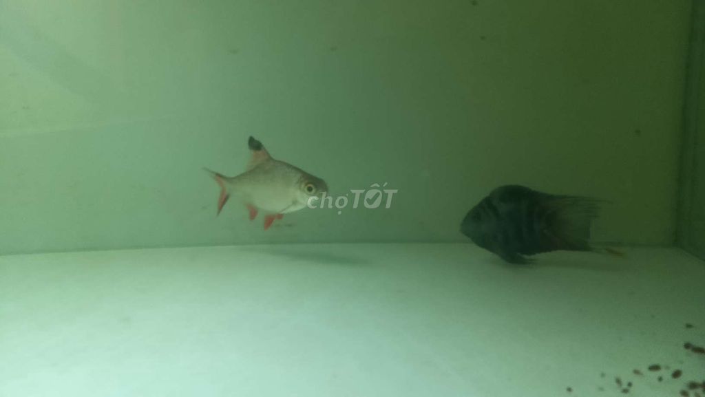 Cá cảnh Kim sơn 2.5n. Mua bán Thú cưng khác tại Huyện Thanh Trì Hà Nội được đăng bởi Thắng hình 1